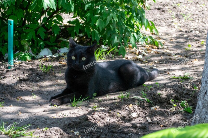 Cat Black Nature Kitten Animals