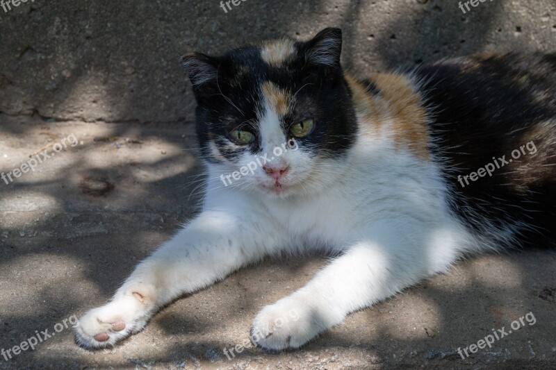 Cat Turtle Posing Nature Fur