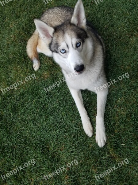 Dog Pet Animal Siberian Husky