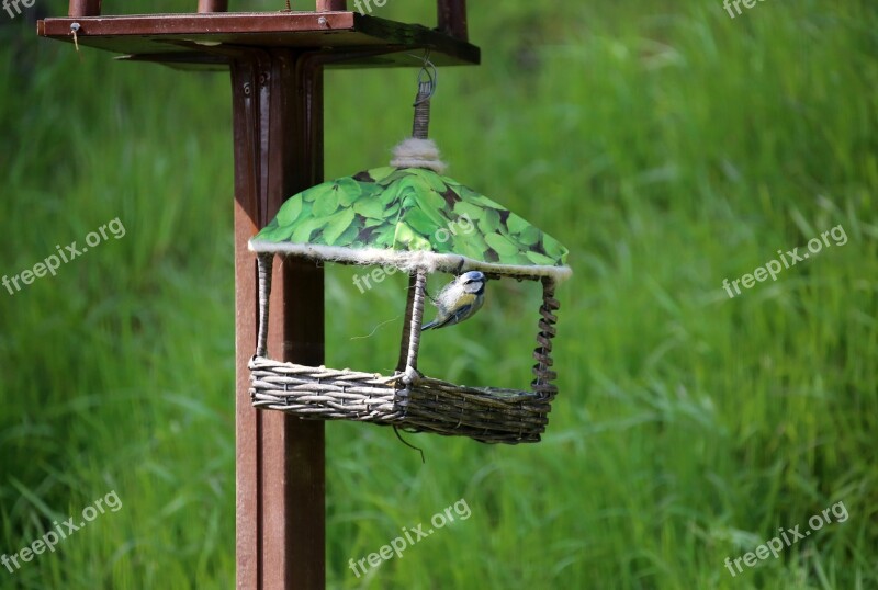 Blue Tit Nesting Material Woolen Threads Felt Bird