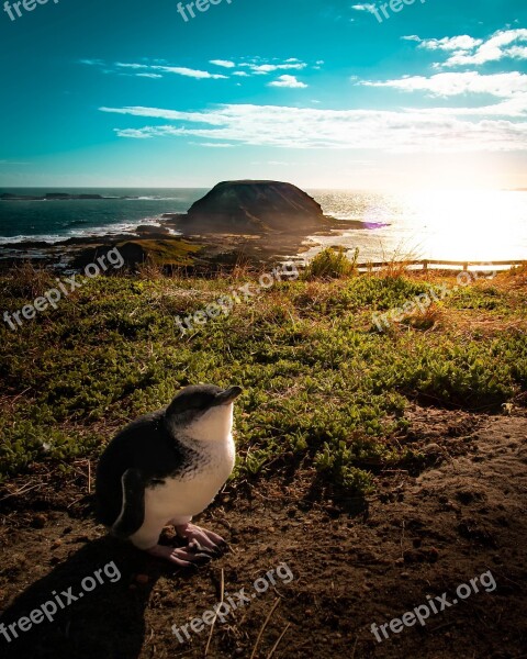 Penguin Iceland Australia Beach Rock