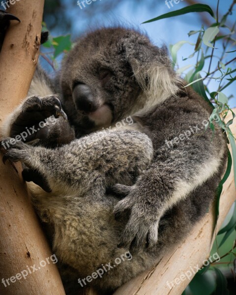 Koala Australia Eucalyptus Cute Animal