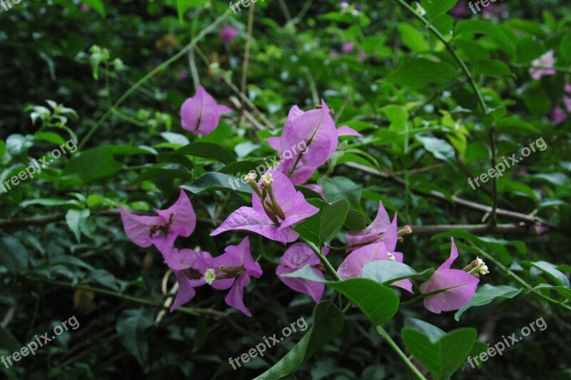 Flower Nature Blossom Plant Free Photos