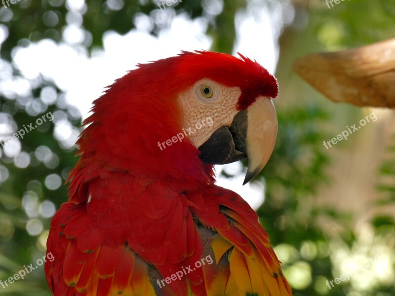 Bird Scarlet Macaw Animal Red