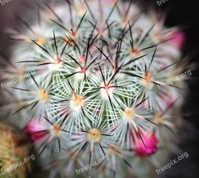 Cactus Plant Flora Nature Detail