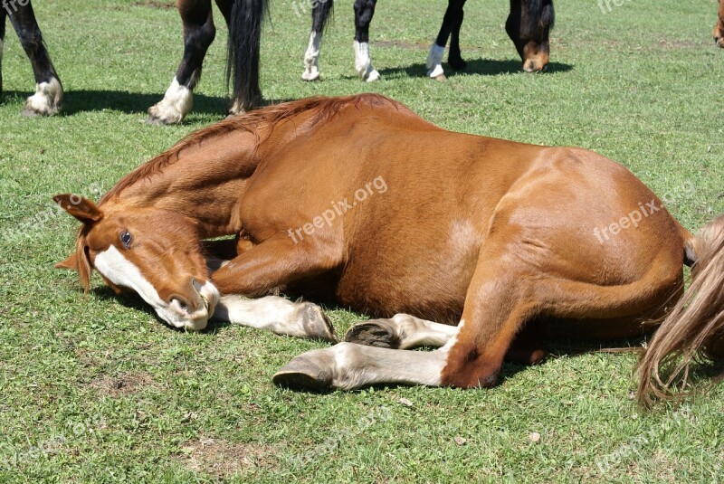 Horse Laying Meadow Peaceful Farm