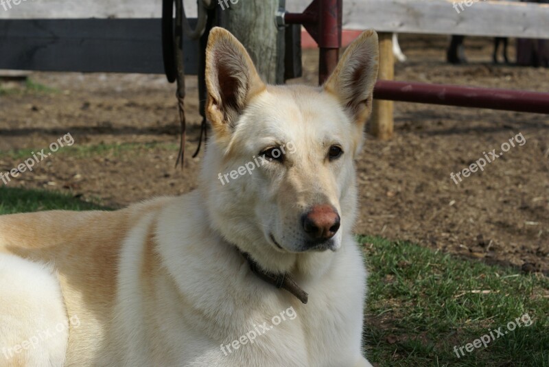 Dog Sheppard Pet Animal Purebred