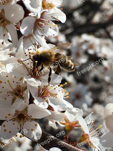 White Flower Bee Spring Nature Wild