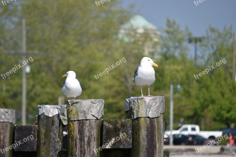 Couple Birds Seagulls Disagreement Free Photos