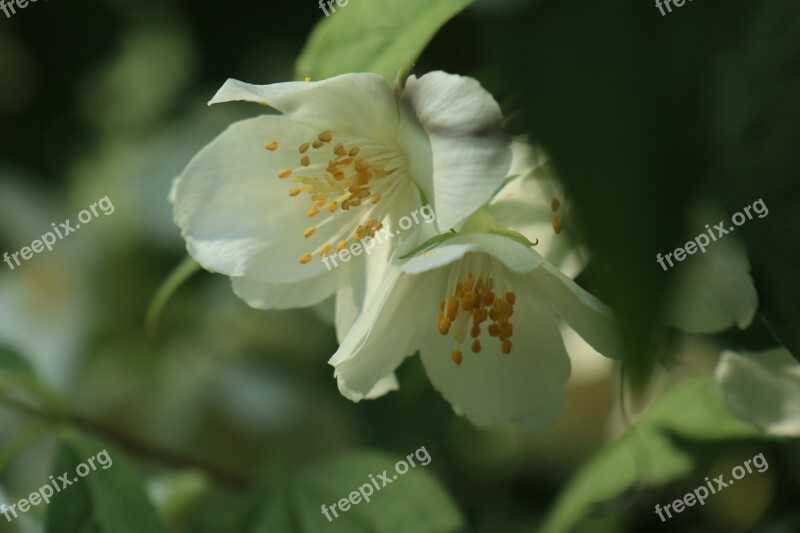 Spring Bush Flowering White Flower Jasmine