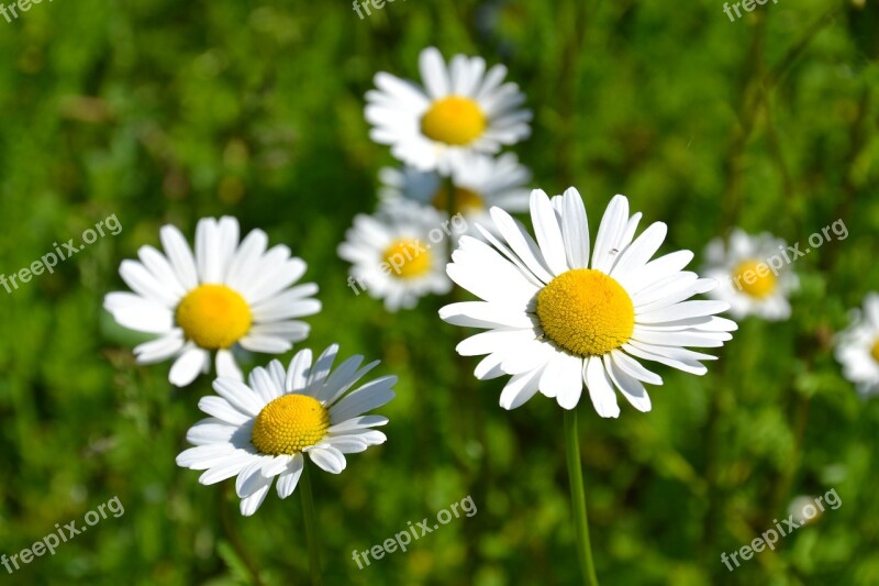 Daisies White Bloom Summer Meadow