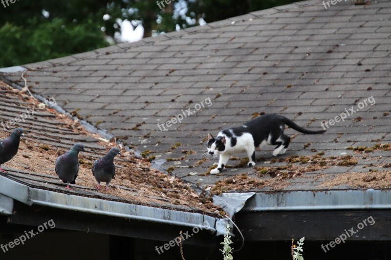 Cat White And Black Felines Predator Hunting