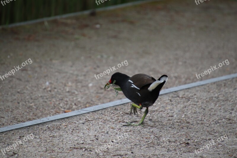 Moorhen Bird Gallinacées Nature Birds