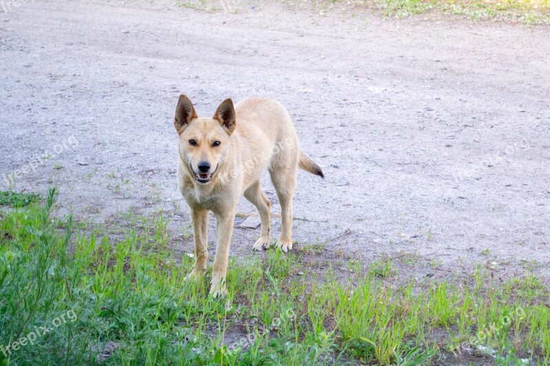 Dog Light Yard Guards Smile