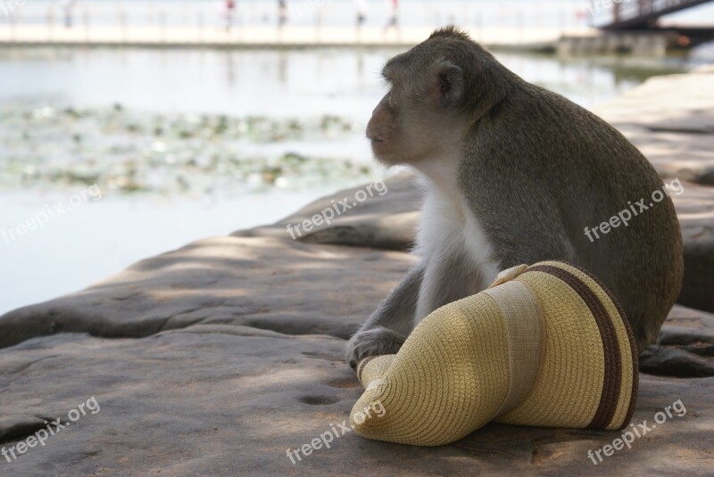 Cambodia Monkey Angkor Wat Unesco Historically Monkey