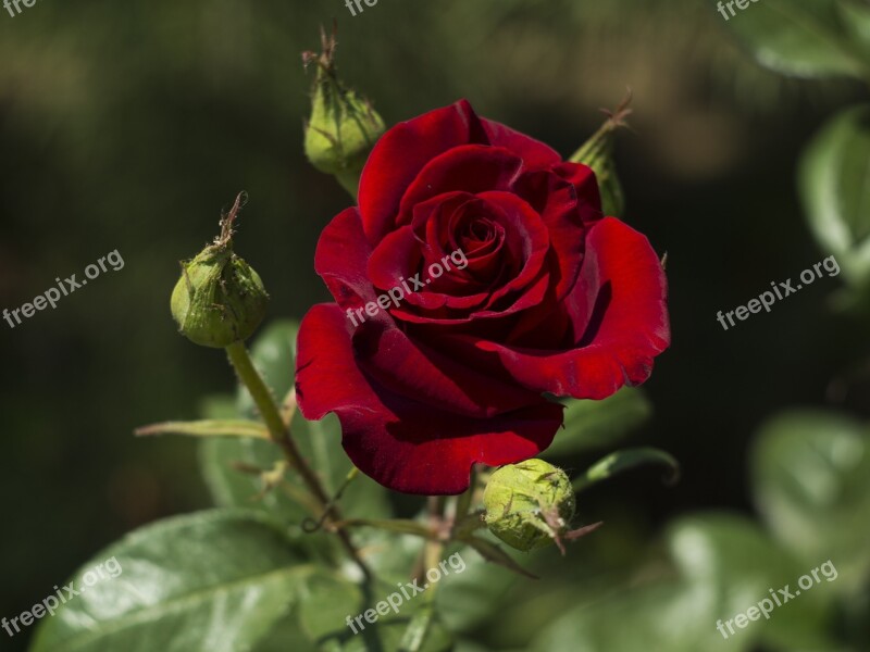 Rose Flower Garden Beauty Petals