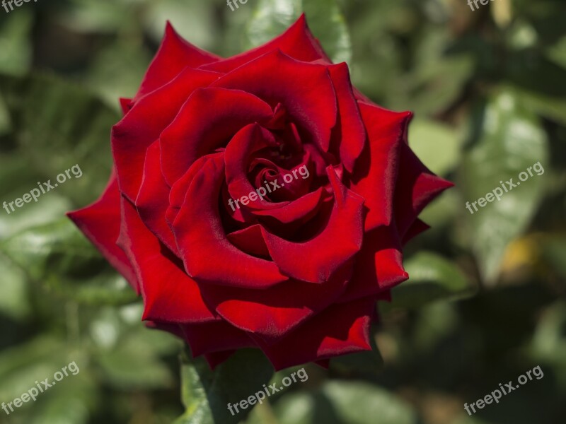 Rose Flowers Roses Nature Bloom