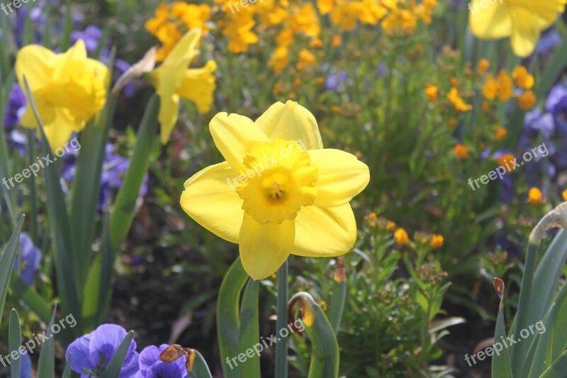 Flower Yellow Summer Spring Garden