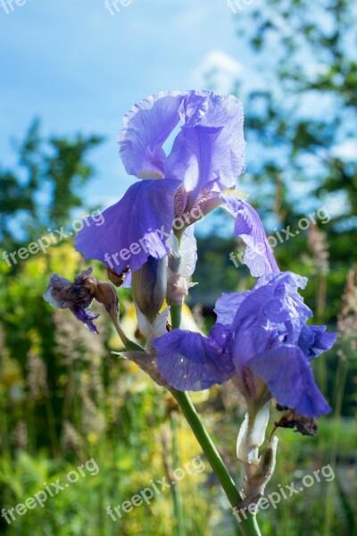 Iris Blossom Bloom Blue Flower