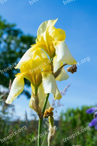 Iris Blossom Bloom Yellow Flower