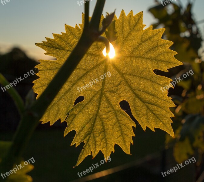 Wine Wine Leaf Sun Sunbeam Sunset