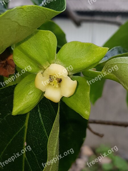 Persimmon Gamkkot Nature Fruit Wood