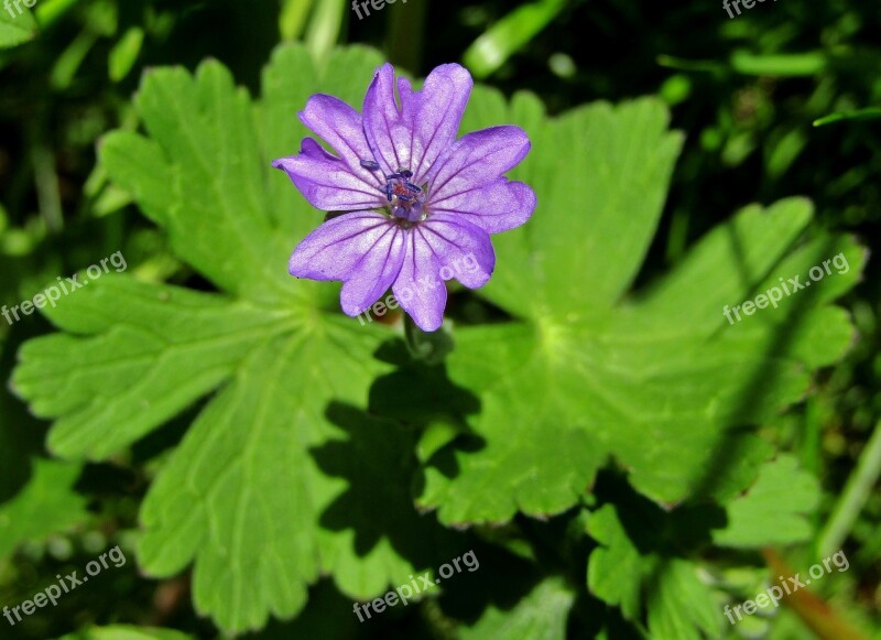 Wild Mallow Purple Flower Single Flower Green Leaves Mallow