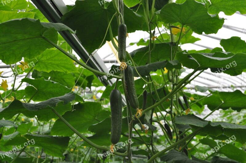 Cucumber Vegetables Agriculture Costs Eat