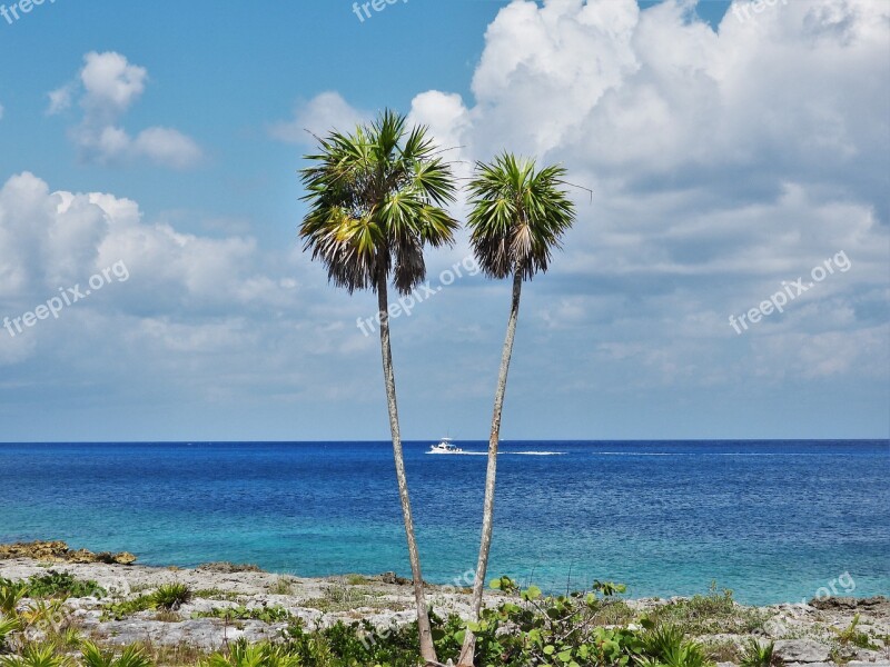 Caribbean Palms Cozumel Mexico Palm