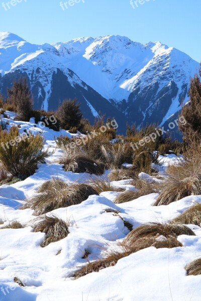 Snow Mountains Winter Tussocks Grasses