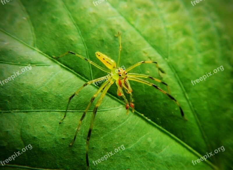 Spider Arachnid Tarantula Web Trap