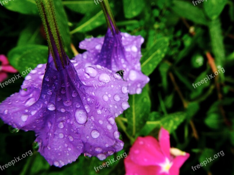 Flowers Purple Rocio Plant Spring