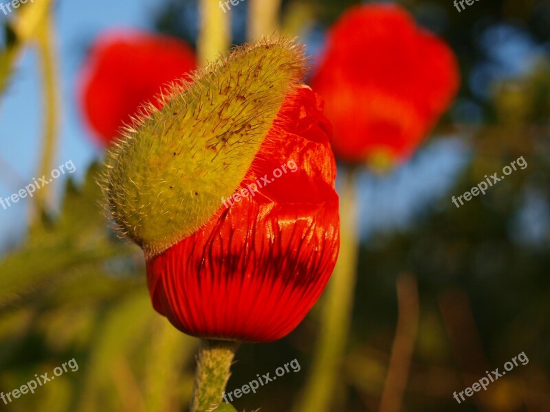 Poppy Bud Nature Blossom Bloom