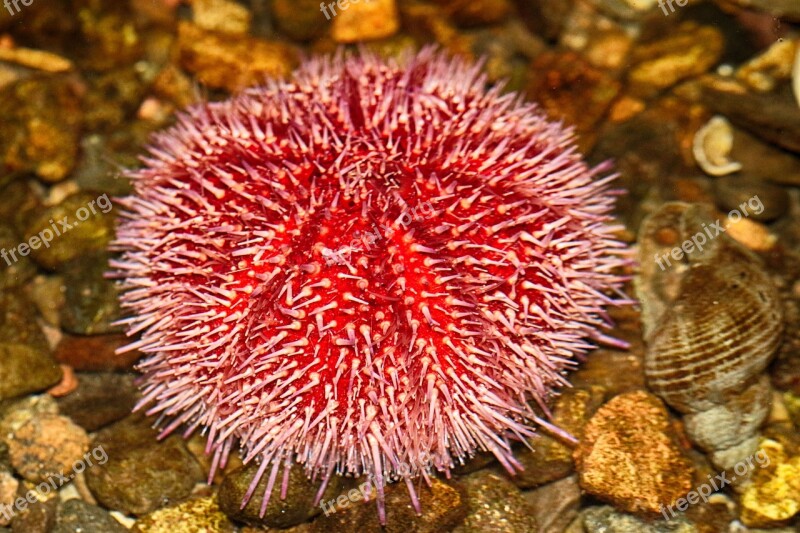 Sea Urchin Sea Creatures Aquarium Water Animal