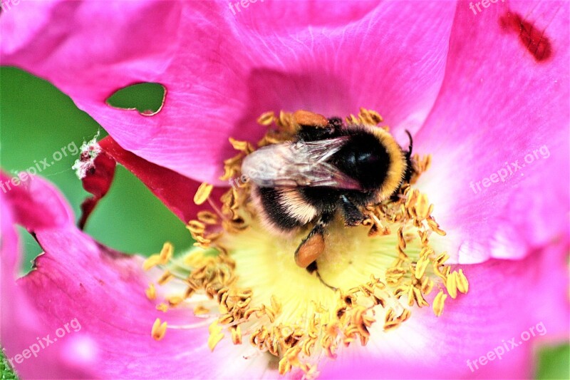 Animal Insect Hummel Pollination Blossom