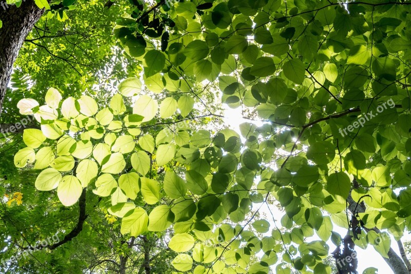 Autumn Leaves Nature Green Tree Spring