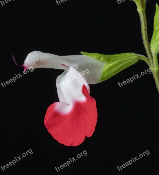 Salvia Flower Hotlips Nature Bloom