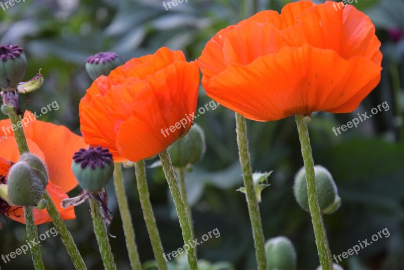 Poppies Garden Nature Summer Red