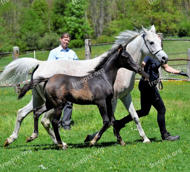 Main And State Stud Marbach The Day Of The Arab Mare Mold Thoroughbred Arabian