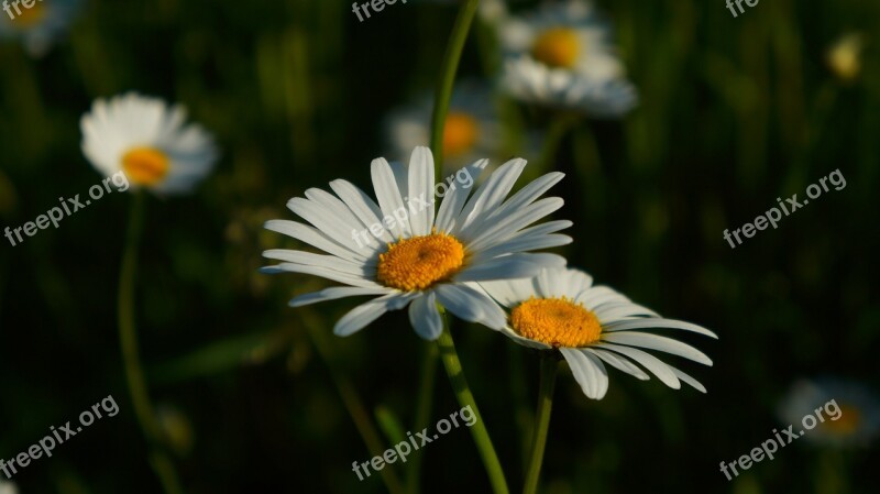 Nature Plants Daisy White Meadow