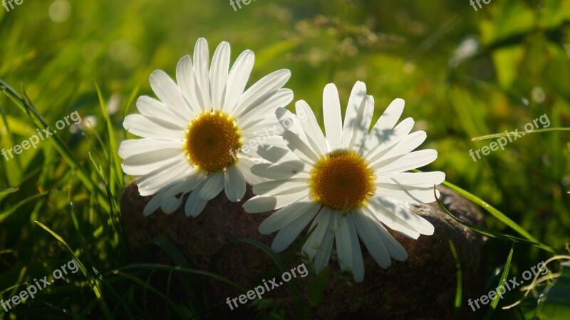 Nature Plants Two Daisy White