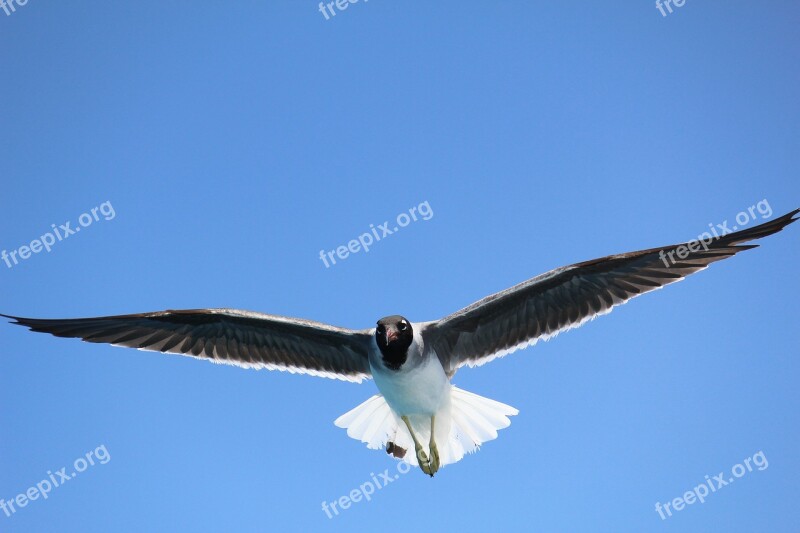 Sea Seagull Flight Sky Birds