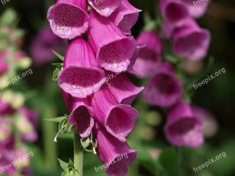 Thimble Garden Flower Nature Plant