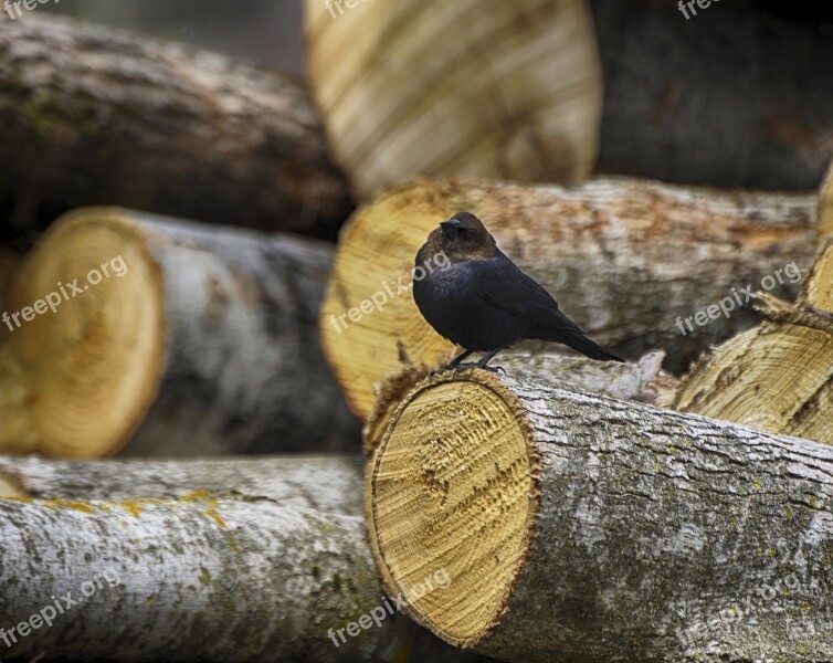 Animal Bird Nature Close Up Brown-headed Cowbird