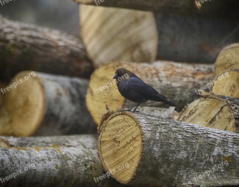 Animal Bird Nature Close Up Brown-headed Cowbird