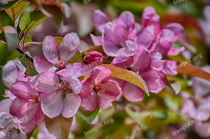 Flowers Blooming Apple Flowers Crab Apple Blooming Charming