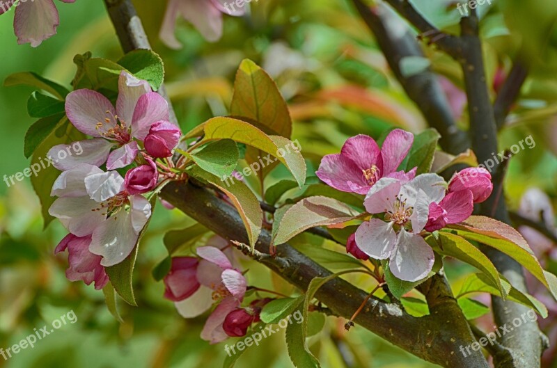 Flowers Blooming Apple Flowers Crab Apple Blooming Charming