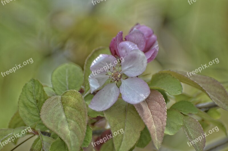 Flowers Blooming Apple Flowers Crab Apple Blooming Charming