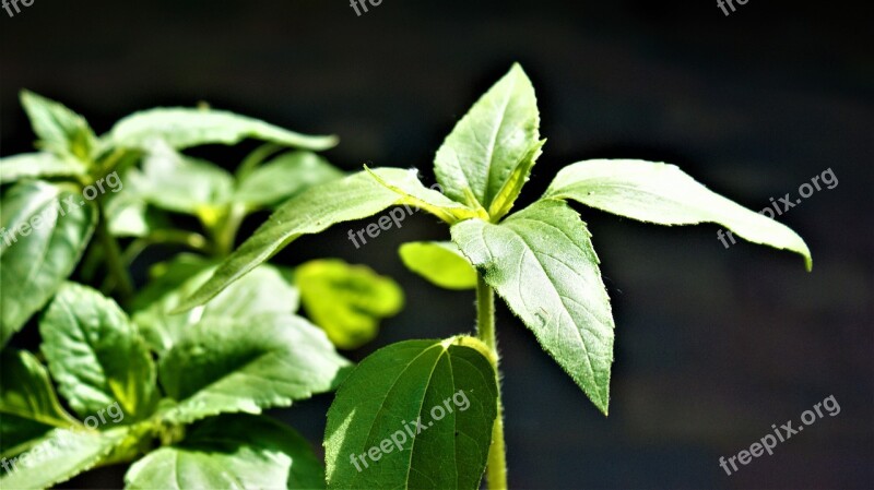 Gardening Cuttings Sunflower Plants Grow