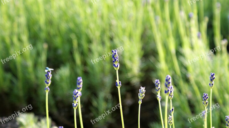 Lavender Row Nature Violet Outdoor